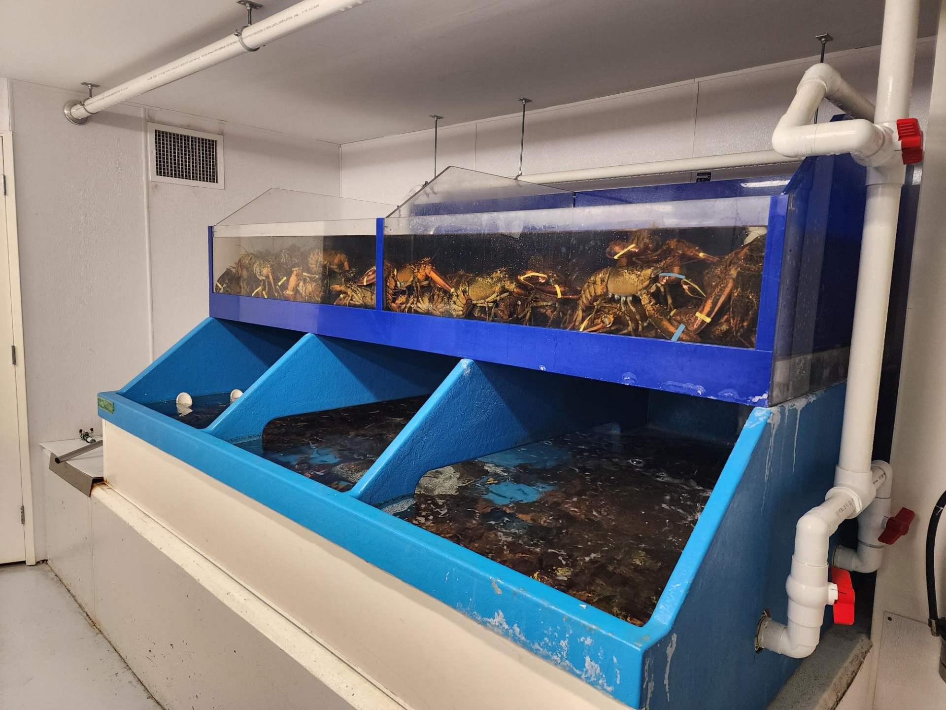 Best Live lobster & Crab Market Edmonton Catch of the Week!