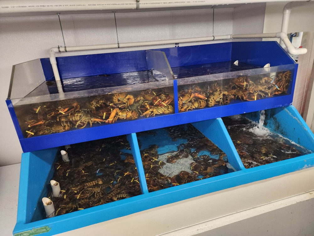 Best Live lobster & Crab Market Edmonton Catch of the Week!