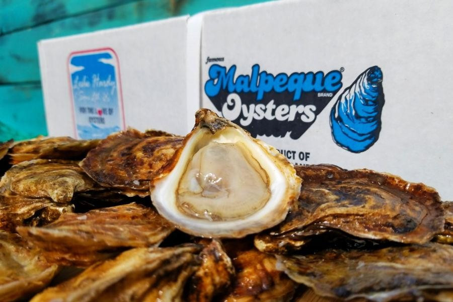 Why are Malpeque Oysters so Popular?