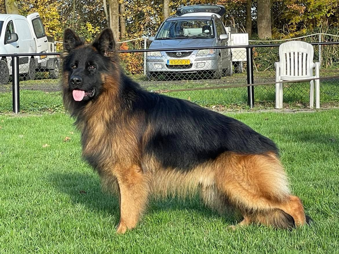 double bone german shepherd