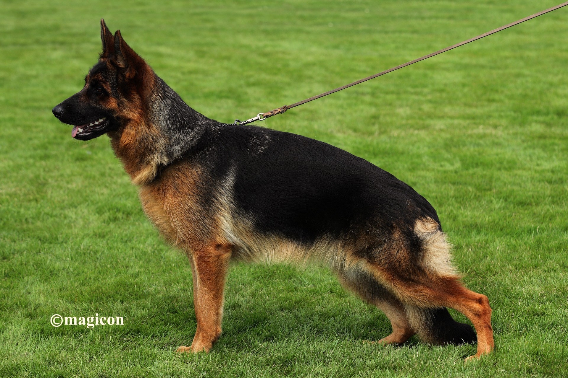 Black german shepherd show 2024 line