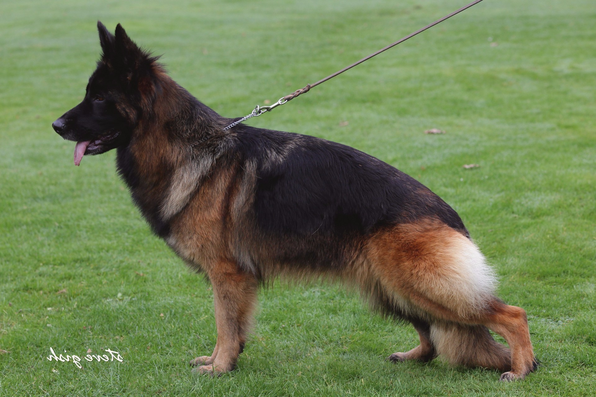 west german showline gsd