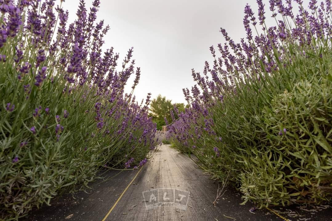 Braun's Riverside Lavender Farm Steep Falls, Maine 04085