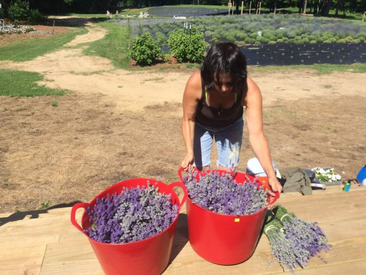 Braun's Riverside Lavender Farm Steep Falls, Maine 04085