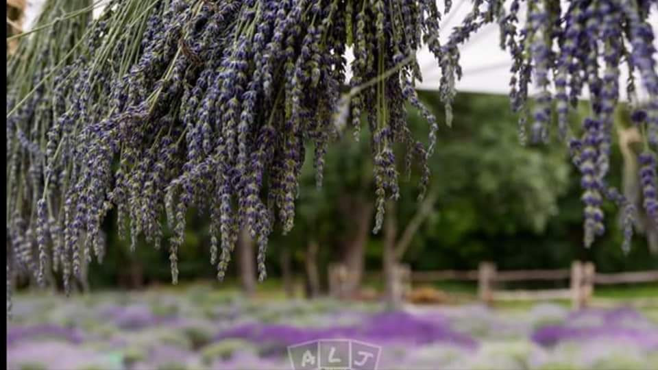 Braun's Riverside Lavender Farm - Steep Falls, Maine 04085