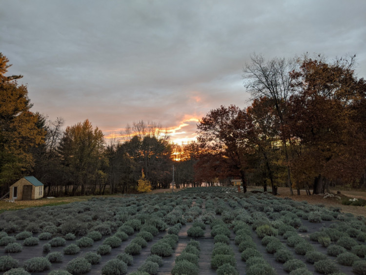 Braun's Riverside Lavender Farm Steep Falls, Maine 04085