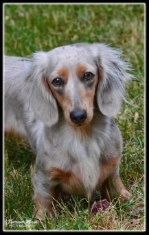isabella and tan long haired dachshund