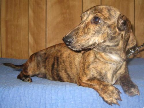 Brindle shops dapple dachshund