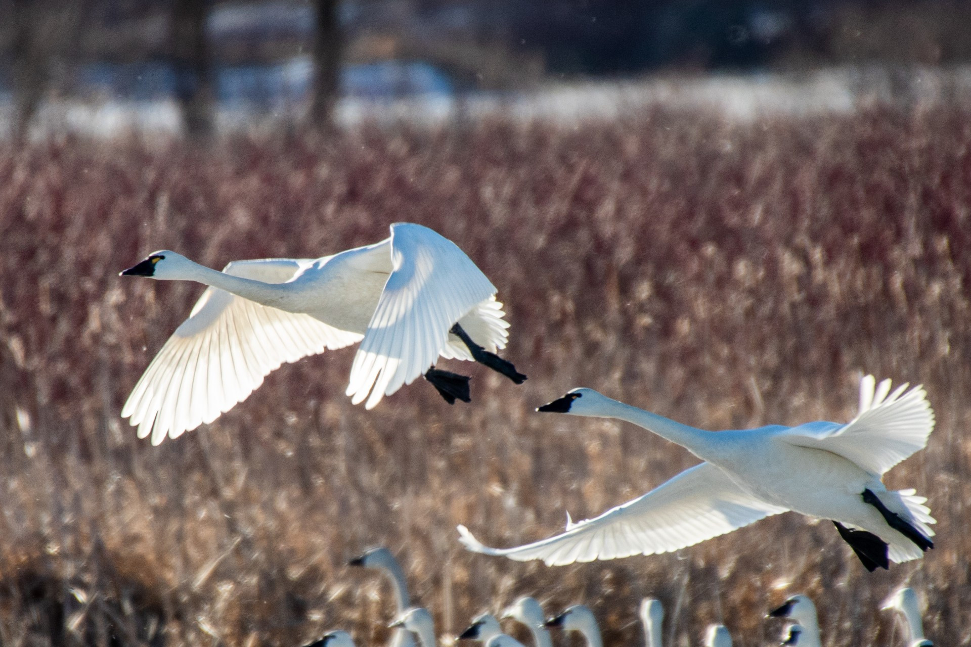 Hullett Marsh Provincial Wildlife Area