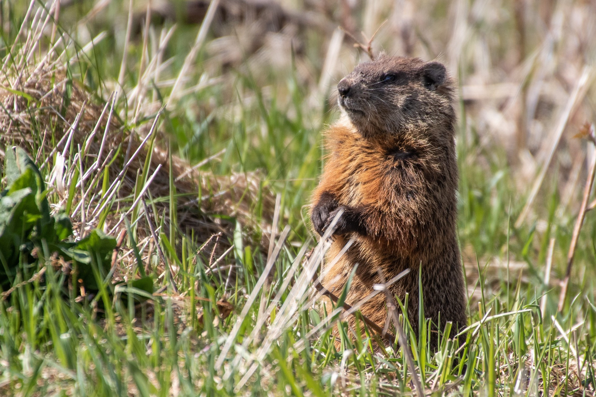 Hullett Marsh Provincial Wildlife Area