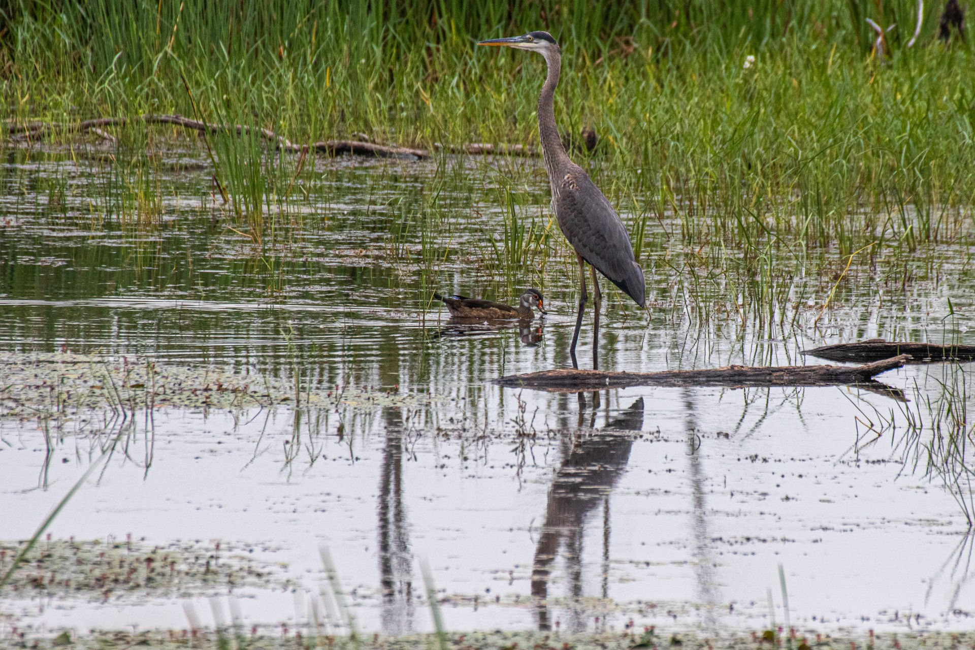 Hullett Marsh Provincial Wildlife Area