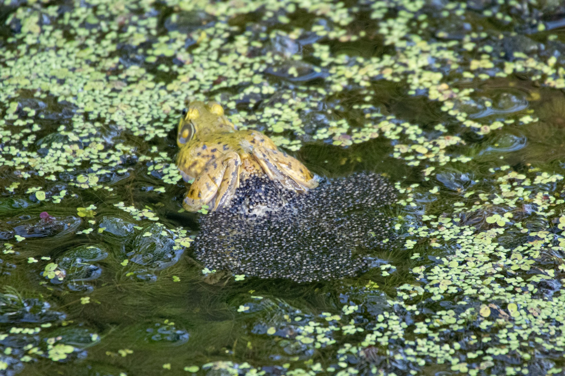 Hullett Marsh Provincial Wildlife Area