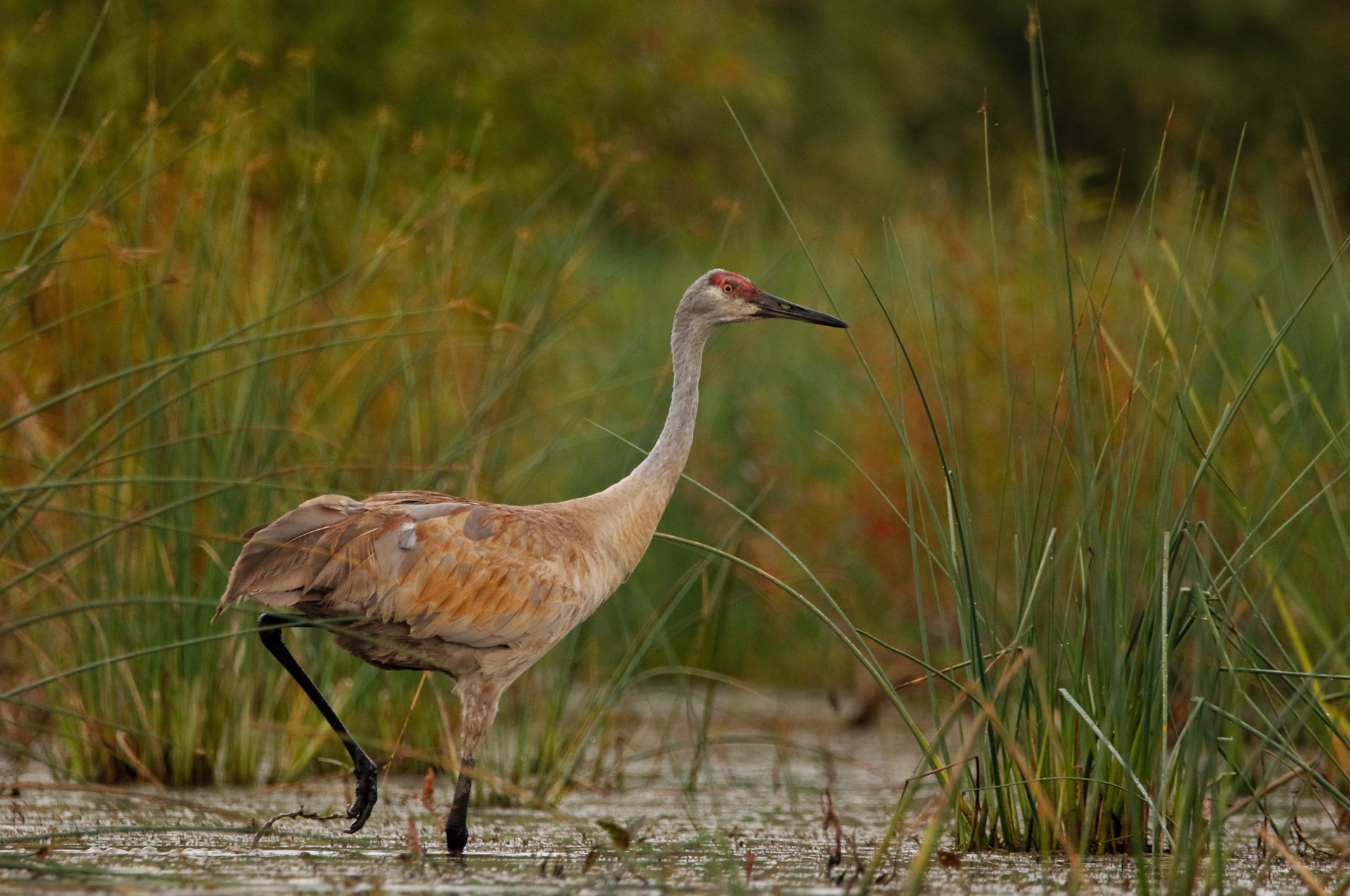 Hullett Marsh Provincial Wildlife Area