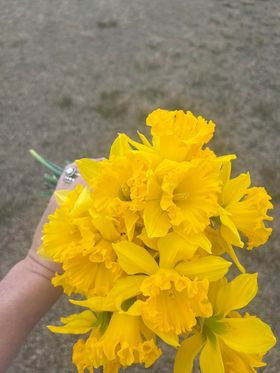 Delightful Daffodils - Send to Pike Creek, Wilmington, DE Today!