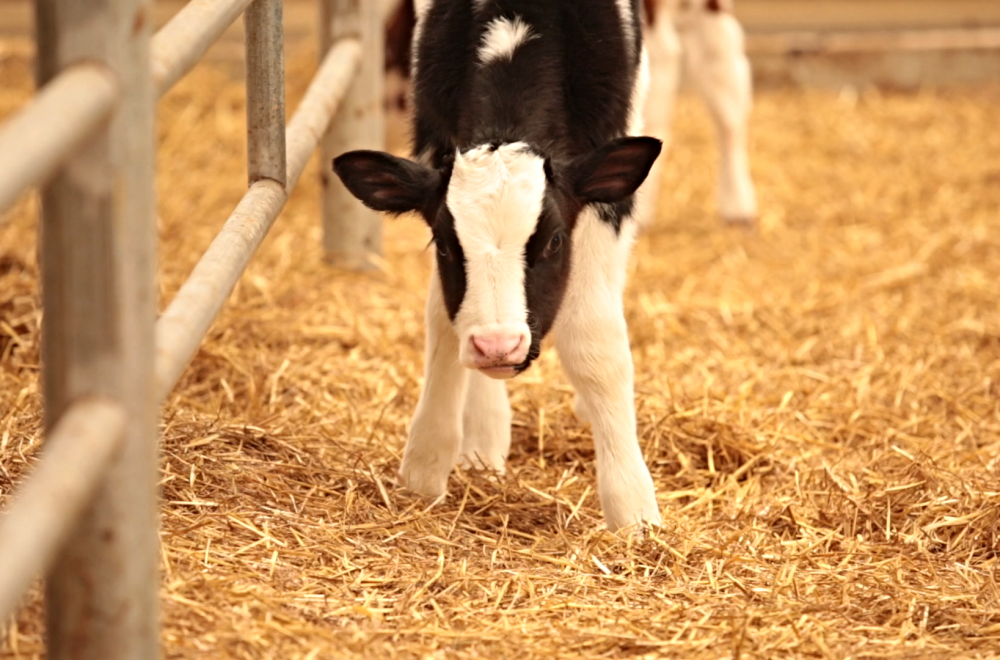 Shuler Dairy Farms Centennial Family Farm Southwest Michigan