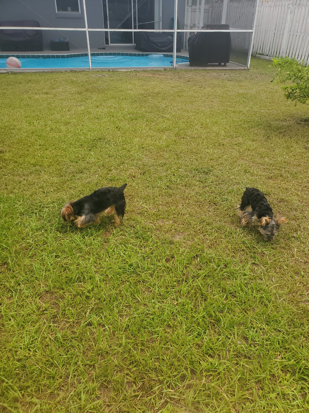 Dog boarding, small dog boarding, pet salon, boarding in home