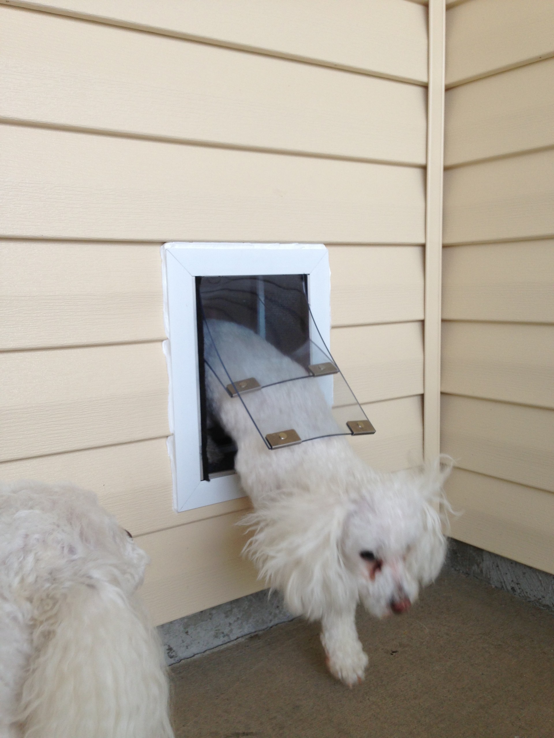 Dog door clearance with security panel