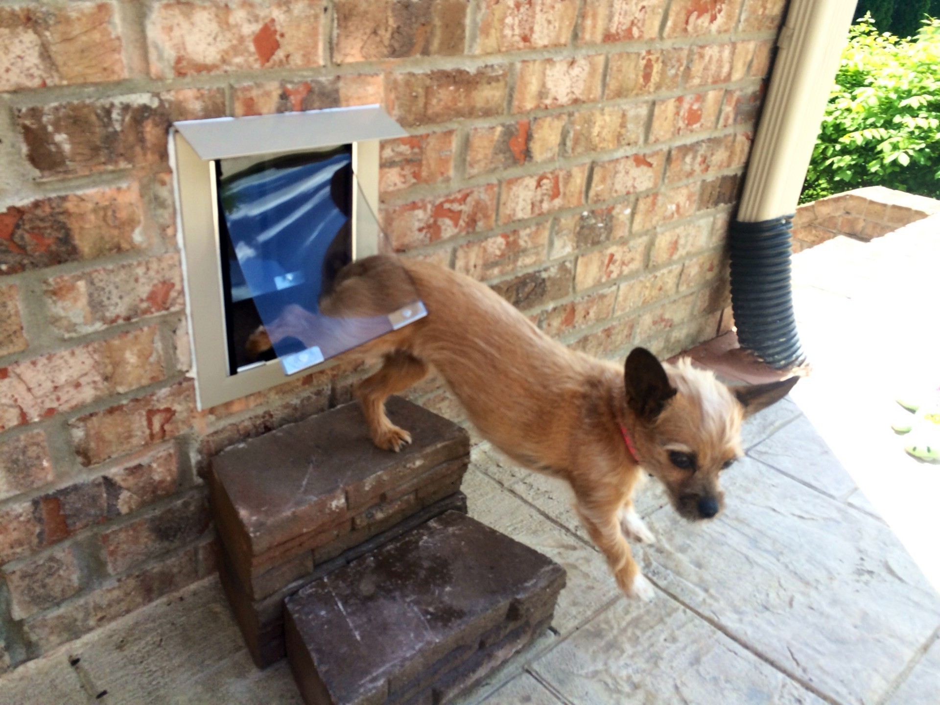 Dog trap clearance door