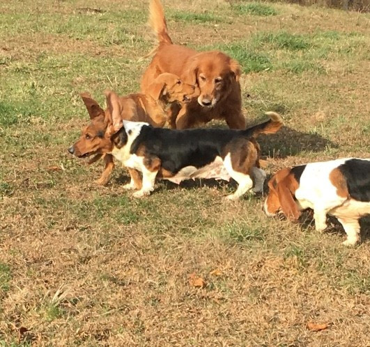 Appalachian sales basset hounds