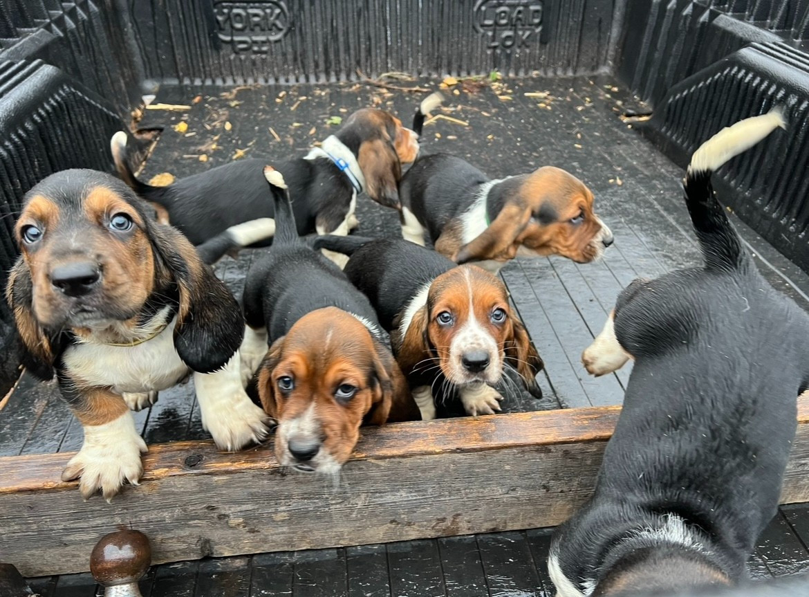 Appalachian basset 2024 hounds price