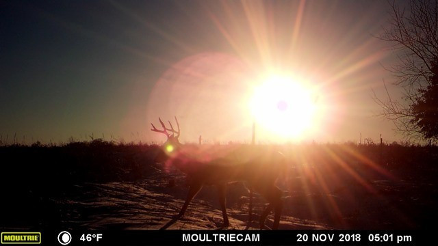 Trail Camera Lens Glare and How to Avoid It