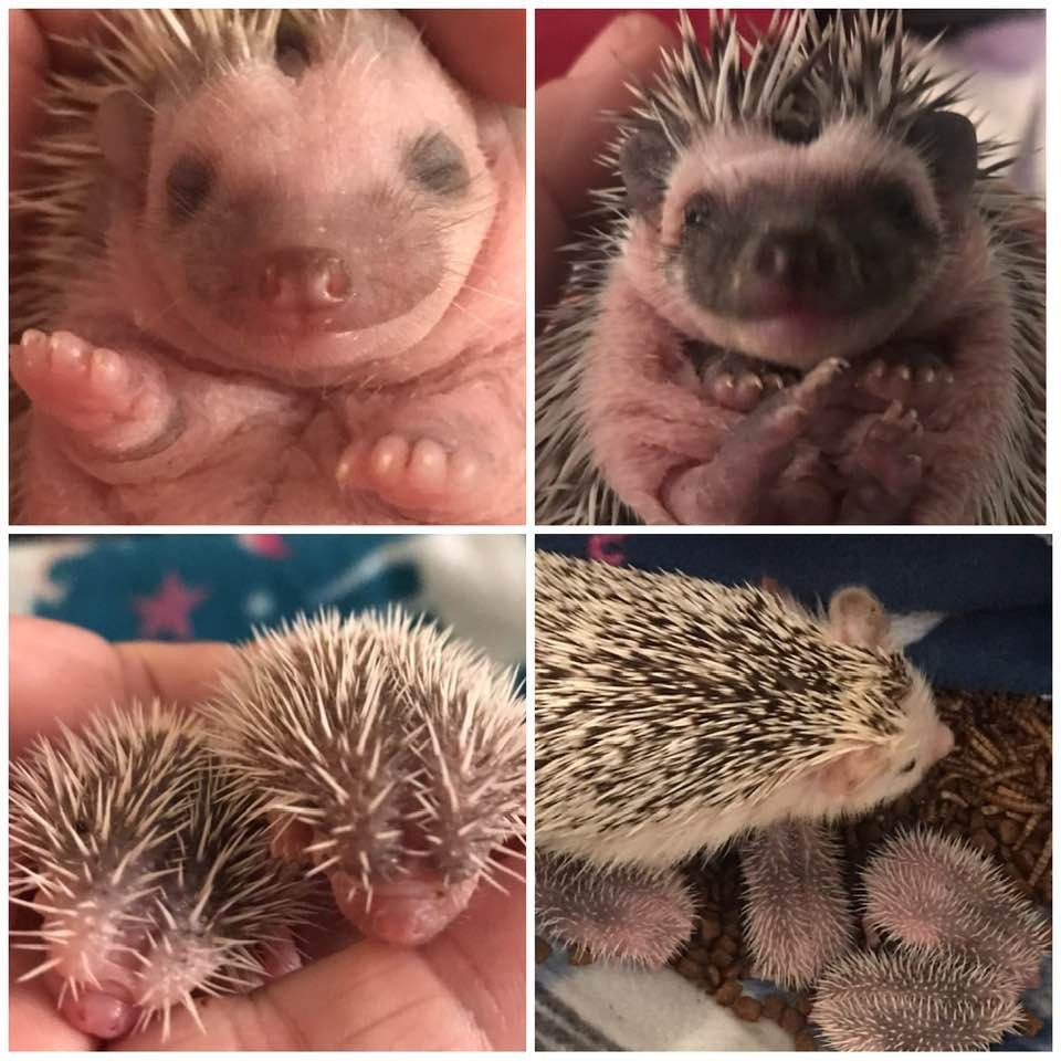 Wait LIst is a Paid Waitlist for a specific hedgehog. All Hedgehogs