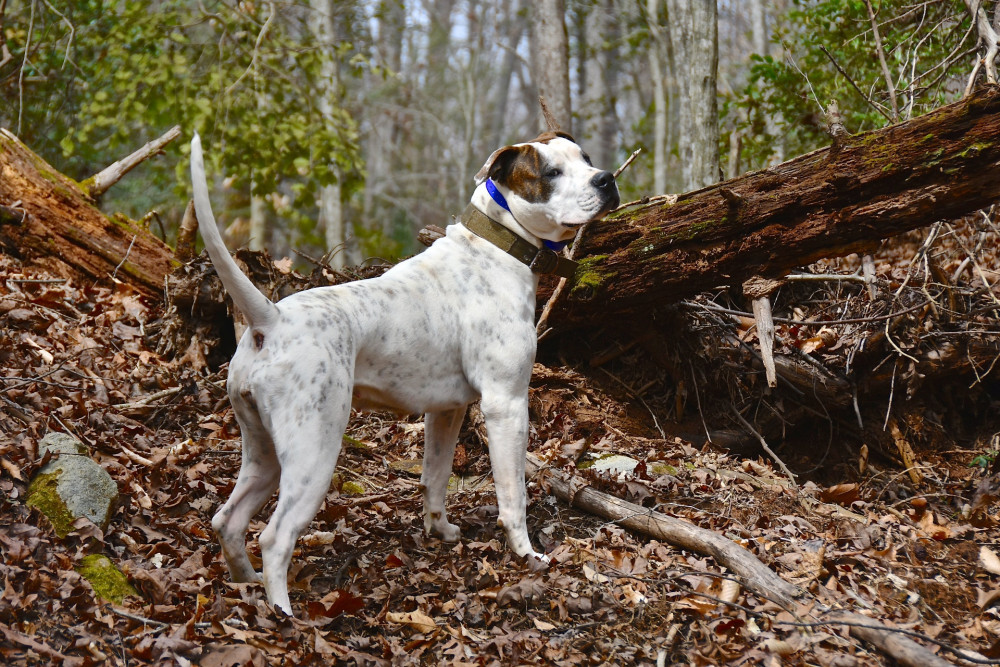 blue mountain bulldogs