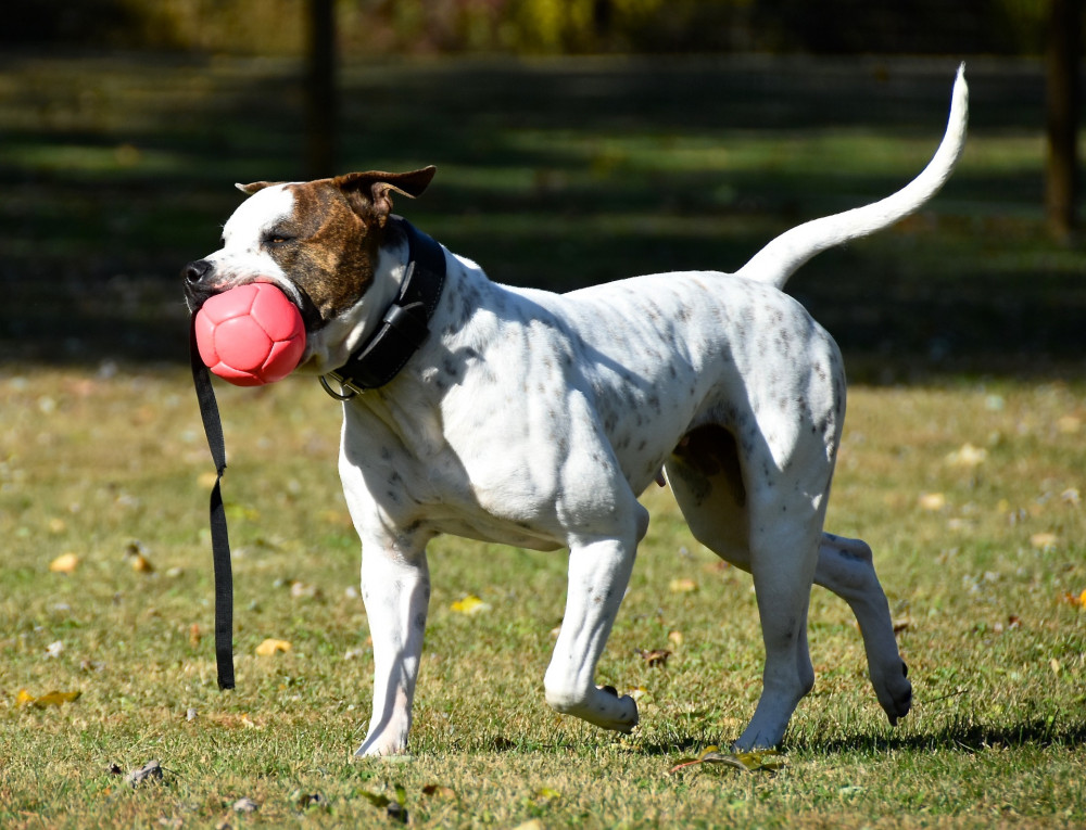 blue mountain bulldogs