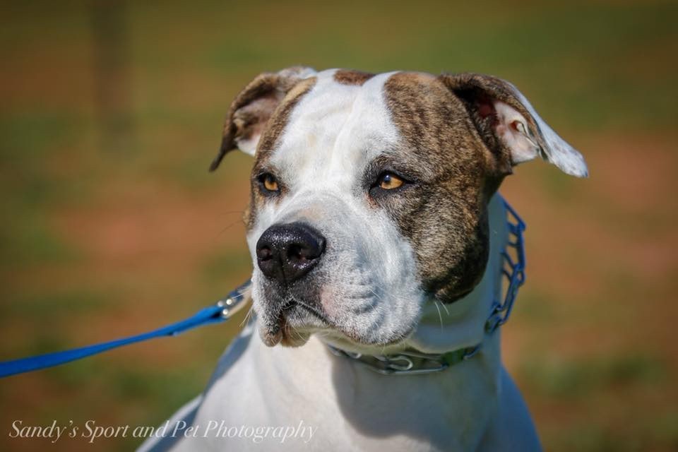 American Bulldog Studs — Gunslinger Kennels