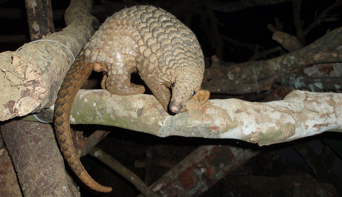 Pangolins