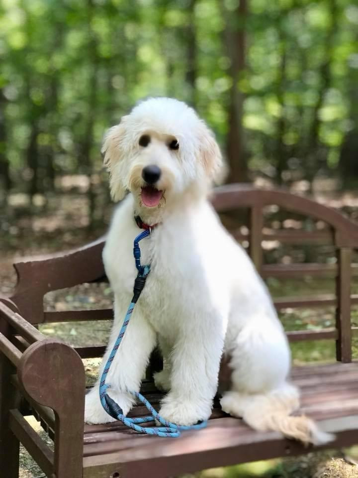 Heaven on Earth Goldendoodles