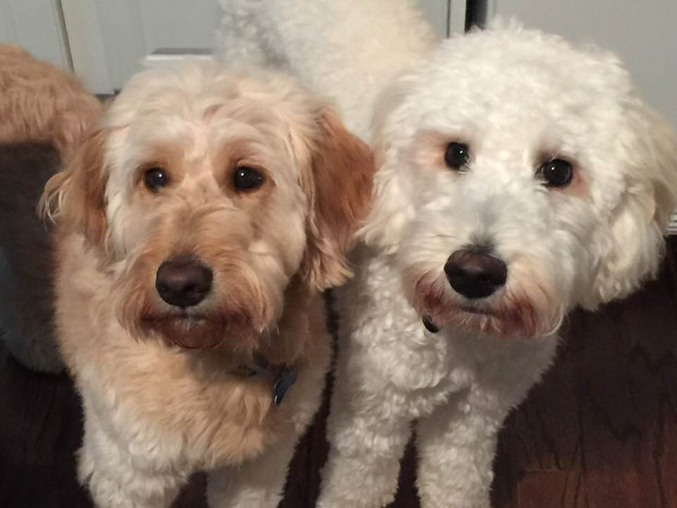 Heaven On Earth Goldendoodles