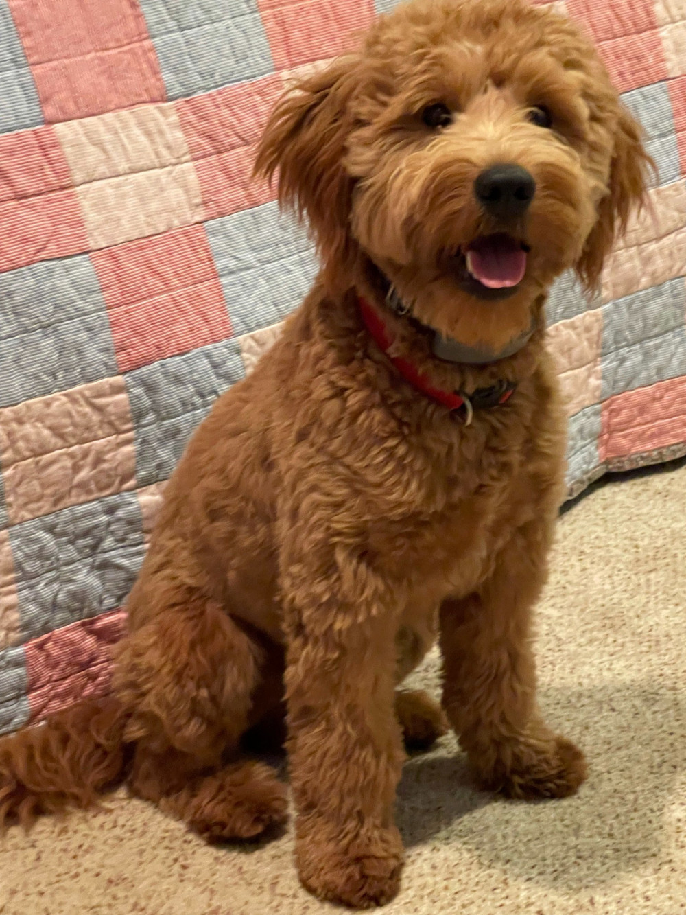 Heavenly f1b hot sale goldendoodles