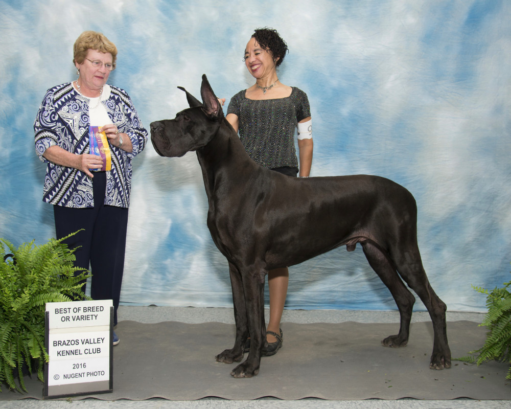 Owner of Pegasus Great Danes