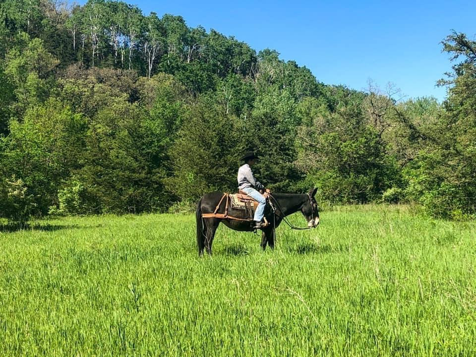 Rafter D Mules Auction Mules