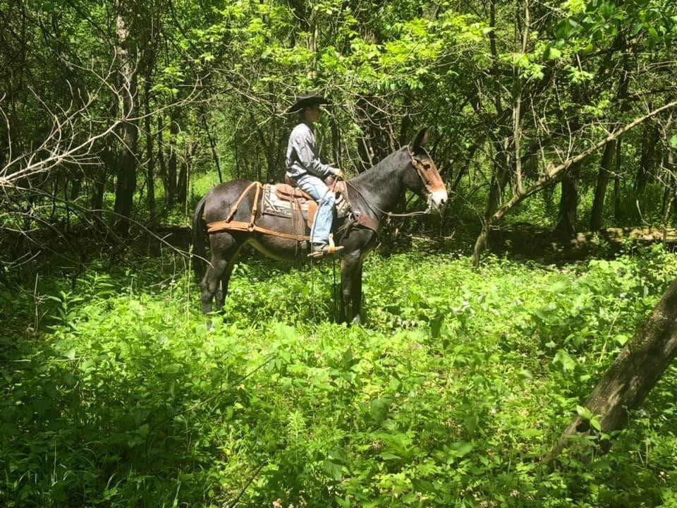 Rafter D Mules Auction Mules