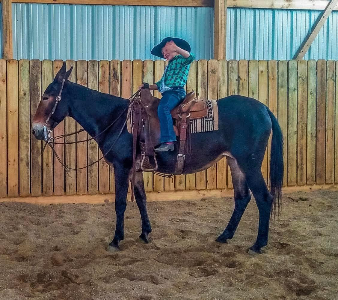 Rafter D Mules Auction Mules