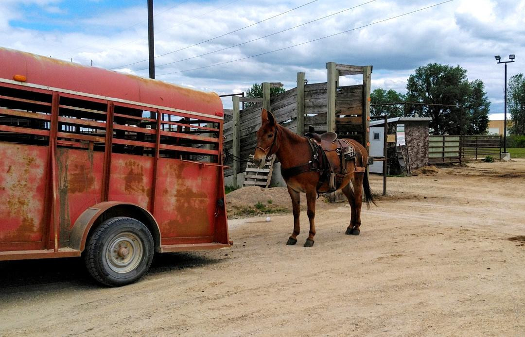 Rafter D Mules Auction Mules