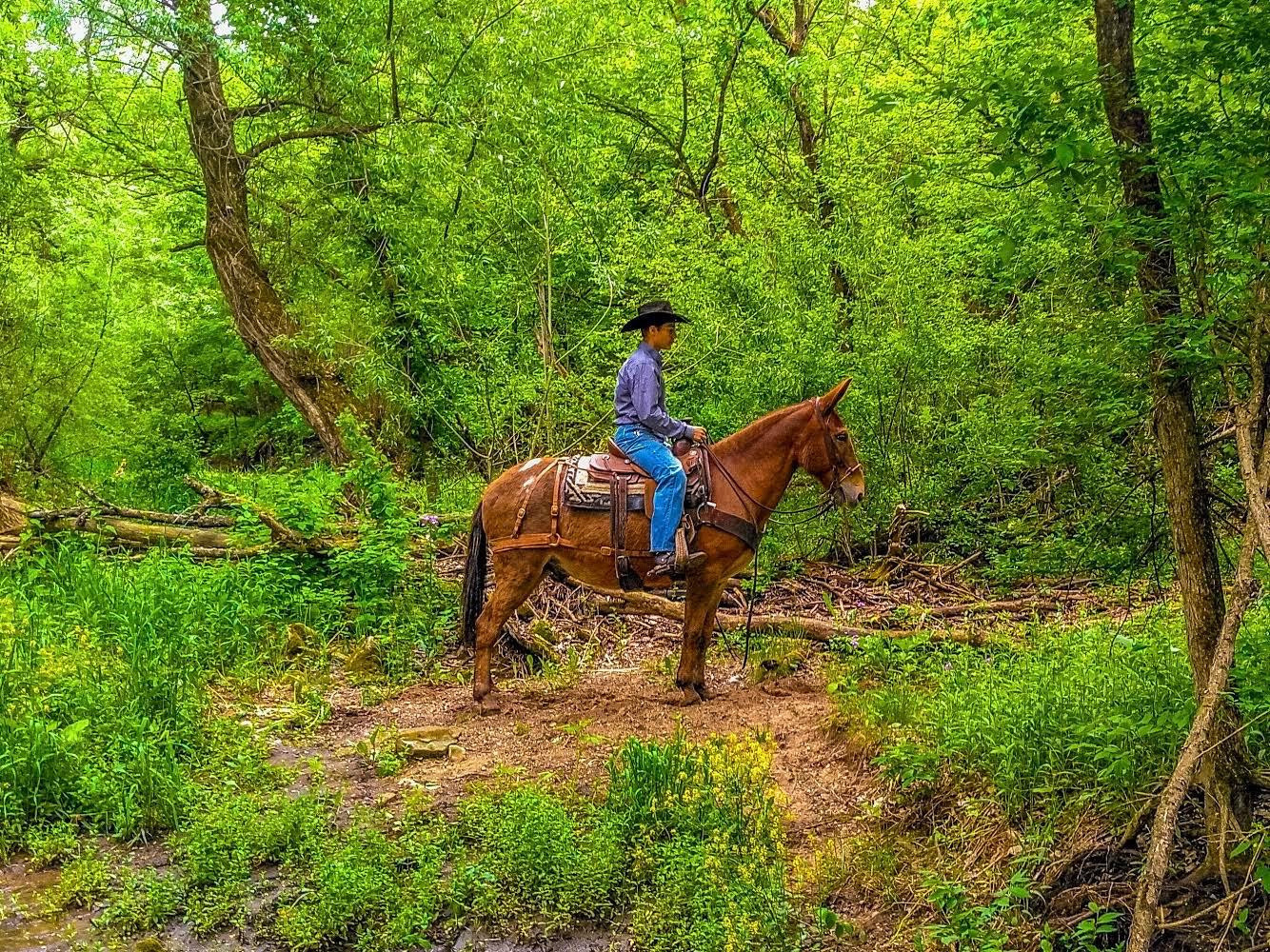 Rafter D Mules Auction Mules