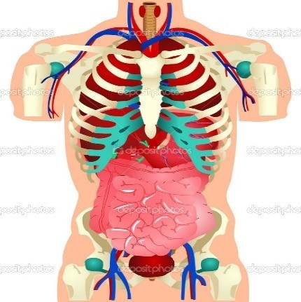THE PHYSICAL BODY