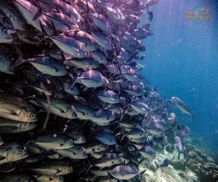 FISH SWARMS