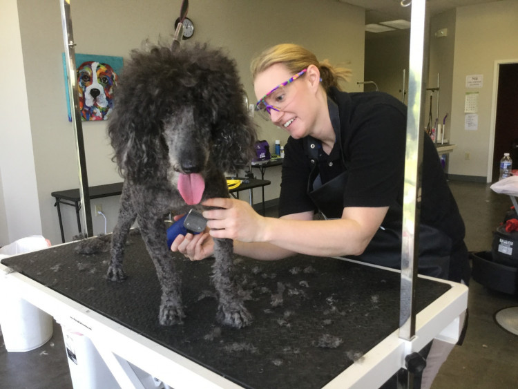 Dog Grooming School of Pennsylvania