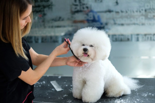 Becoming A Professional Dog Groomer