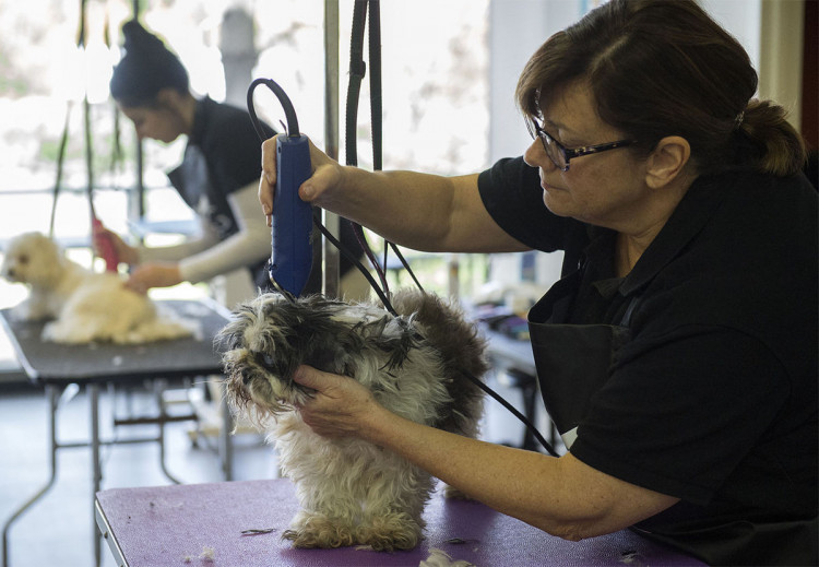 Dog Grooming School of Pennsylvania