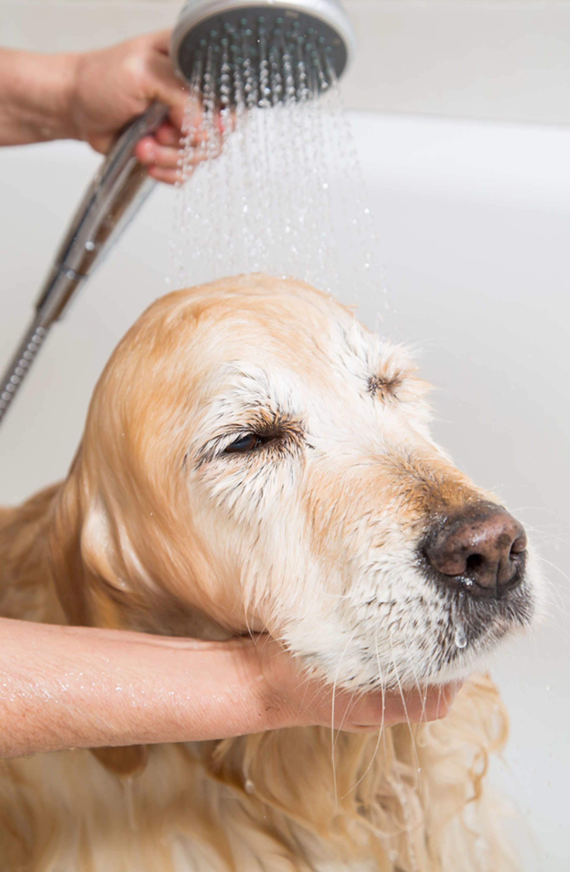 FAQs About Dog Grooming School