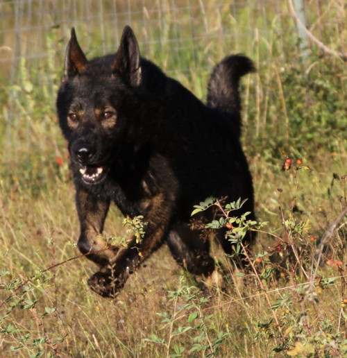 Lord von den Grauen von Monstab