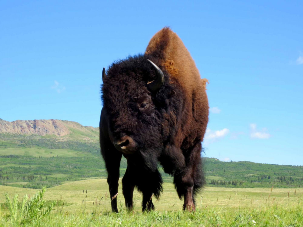 Bison - Backcountry Views