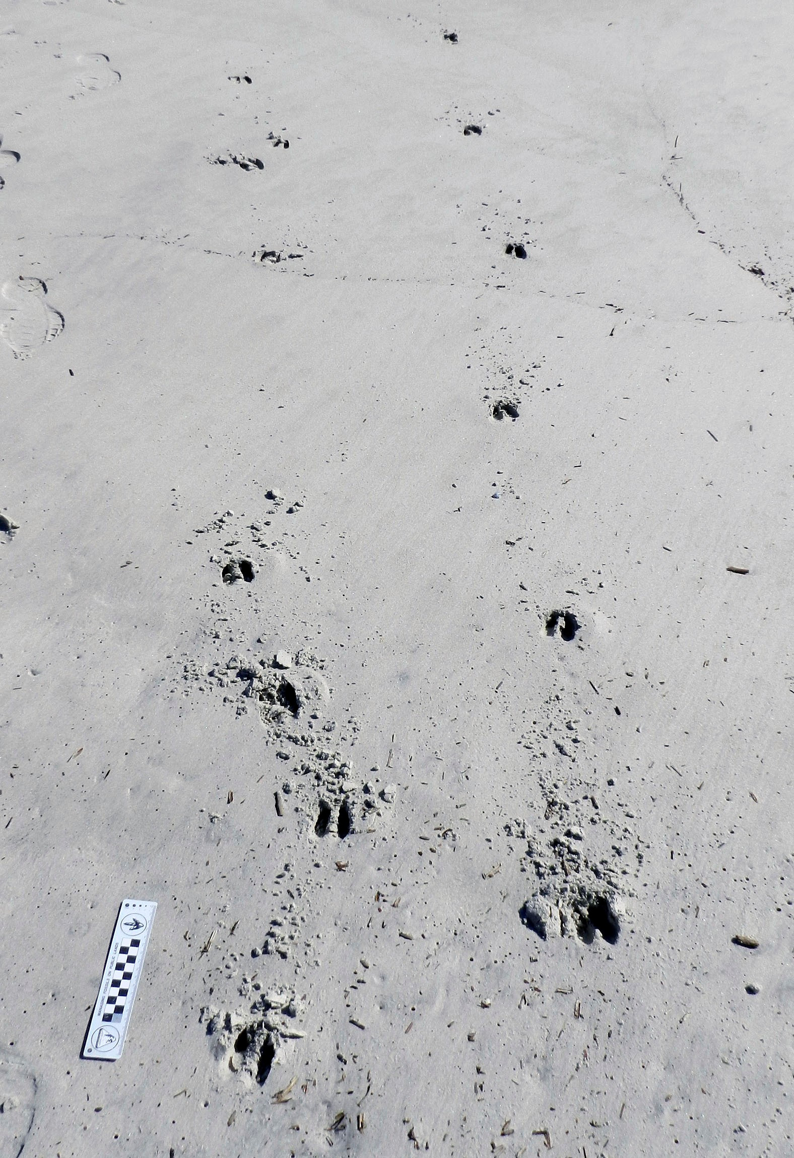 White Tailed Deer Backcountry Views