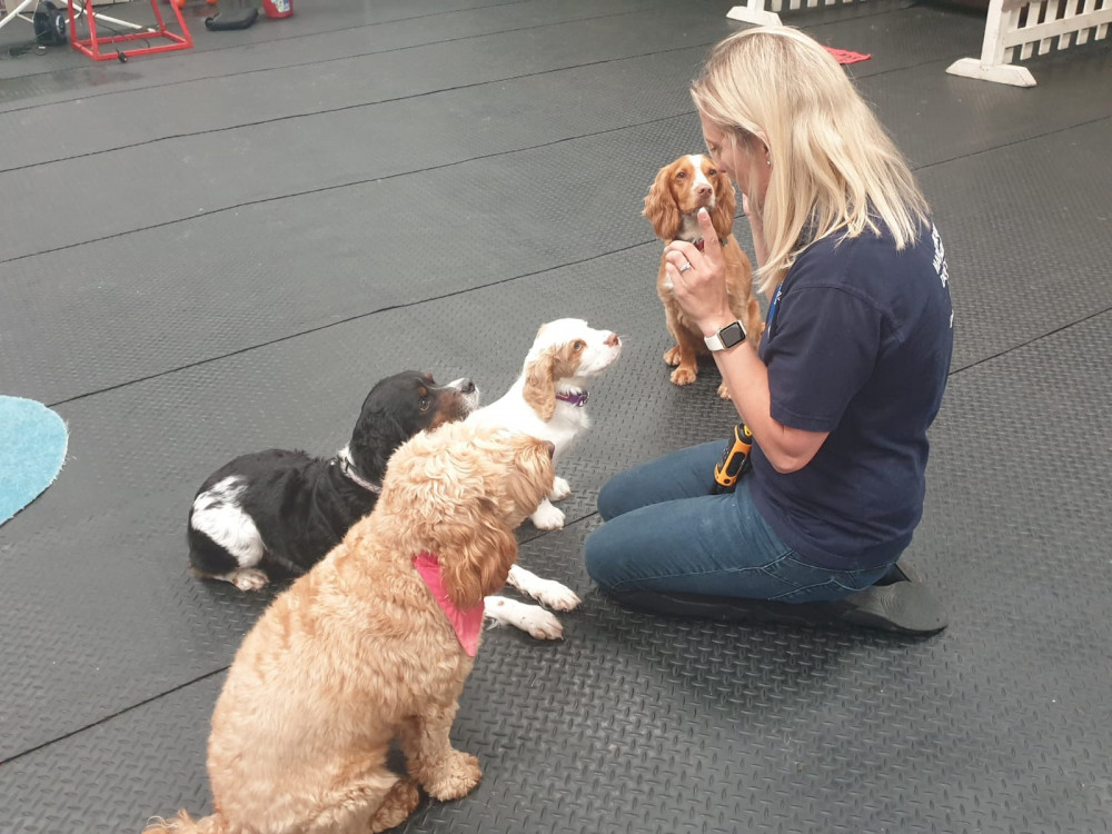 James carroll dog sales behaviourist