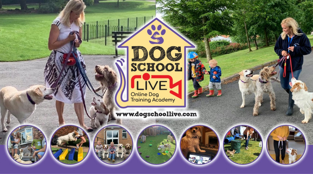 Puppy training best sale school near me